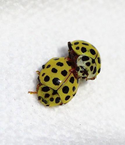 Réf. 238 717 : Psyllobora vigintiduopunctata